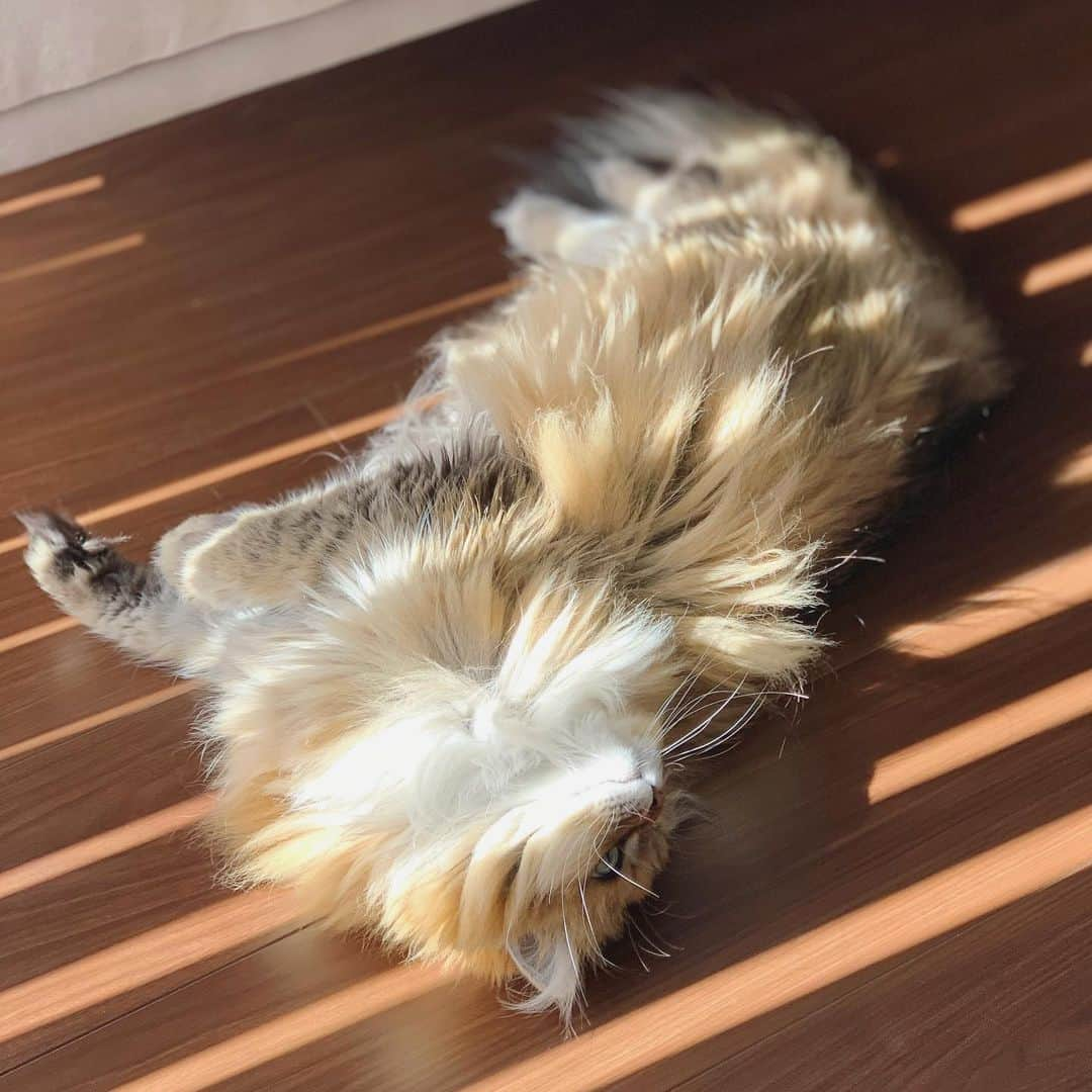 にこさんのインスタグラム写真 - (にこInstagram)「sun bathing ストライプに日焼けしそう  #ねこ #日向ぼっこ #あったかい #バーチカルブラインド #cat #sunlight  #sunbathıng  #warm #favorite #verticalblinds」11月29日 23時28分 - nikon.neko.official