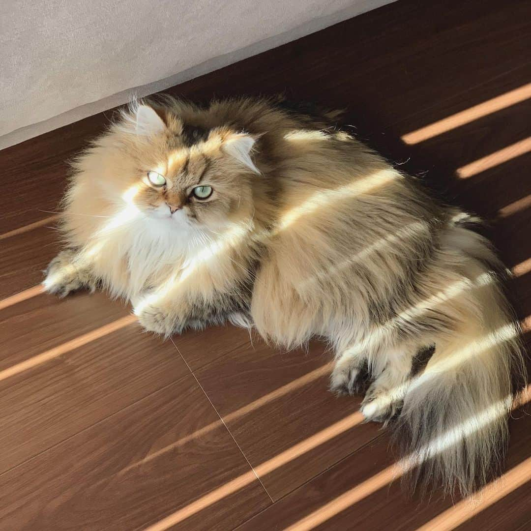 にこさんのインスタグラム写真 - (にこInstagram)「sun bathing ストライプに日焼けしそう  #ねこ #日向ぼっこ #あったかい #バーチカルブラインド #cat #sunlight  #sunbathıng  #warm #favorite #verticalblinds」11月29日 23時28分 - nikon.neko.official