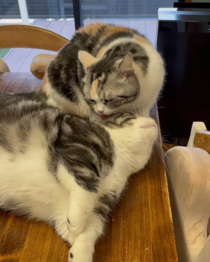 のインスタグラム：「可愛い可愛い息子❤️ #mathersndson   #ねこ#cat#catofinstagram#cats#マンチカン部#ぺぺぺっつ#ねこのきもち#多頭飼い#パンチクリン健太#マンチカン#munchkin #scottishfold#スコティッシュフォールド#短足#ねこ好き#ねこのいる生活#bestmeow#pecoねこ部#pecotv#club_of_cats#catsoftheday#instacat_meows#cats_of_world#cat_features#kitties#hachiwarebroモデル#スタペグラム」