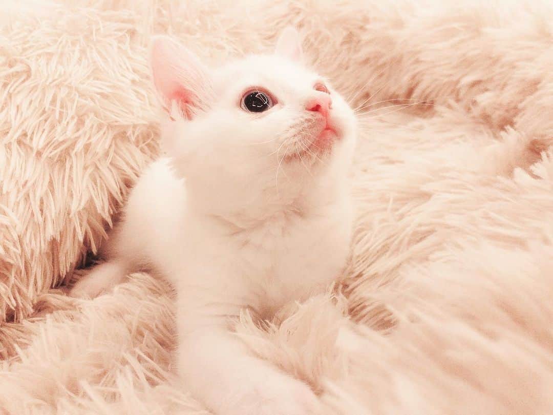 ダレノガレ明美さんのインスタグラム写真 - (ダレノガレ明美Instagram)「綺麗な目だね☺️ あー可愛いなぁー🥺 太りすぎてお腹ポンポン😂 私のところに来てくれてありがと。 幸せになろうね❤️  #保護猫」11月29日 23時33分 - darenogare.akemi