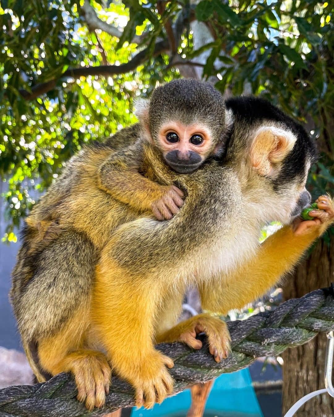 タロンガ動物園さんのインスタグラム写真 - (タロンガ動物園Instagram)「Monkey Mondays ft. one of our four squirrel monkey babies! These little guys are getting more and more confident as the days go by. Don't forget to pay them a visit soon! They'll be fully grown before you know it! 😊  📸 keeper Laura  #forthewild」11月30日 5時00分 - tarongazoo