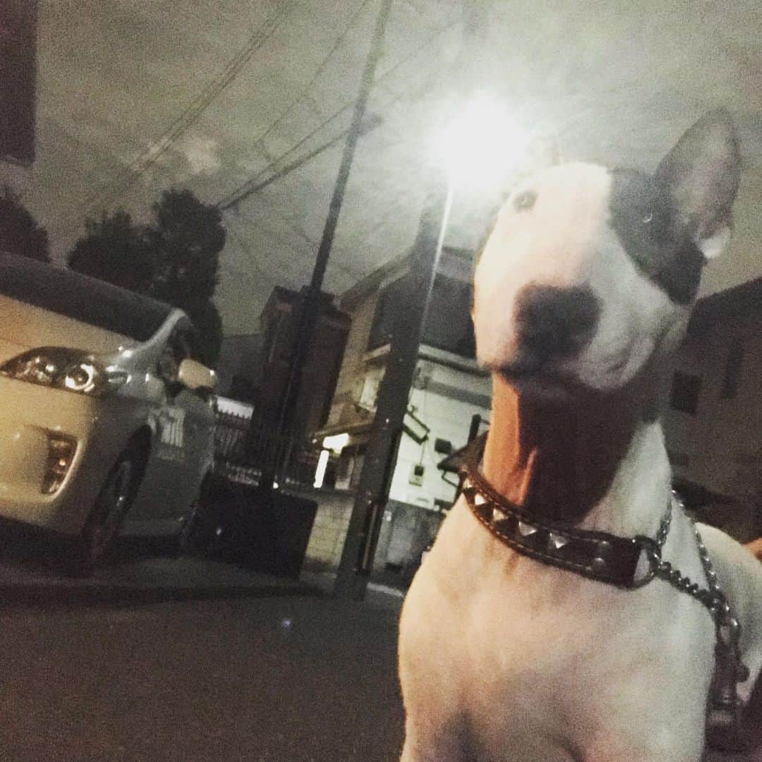 Q太郎さんのインスタグラム写真 - (Q太郎Instagram)「#minituru#bull#terrier#minibullterrier#miniturubullterrier#dog#dogstagram#cute#qtaro#love#family#ミニチュア#ブルテリア#ミニチュアブルテリア#Q太郎」11月29日 23時36分 - qtaro.jun