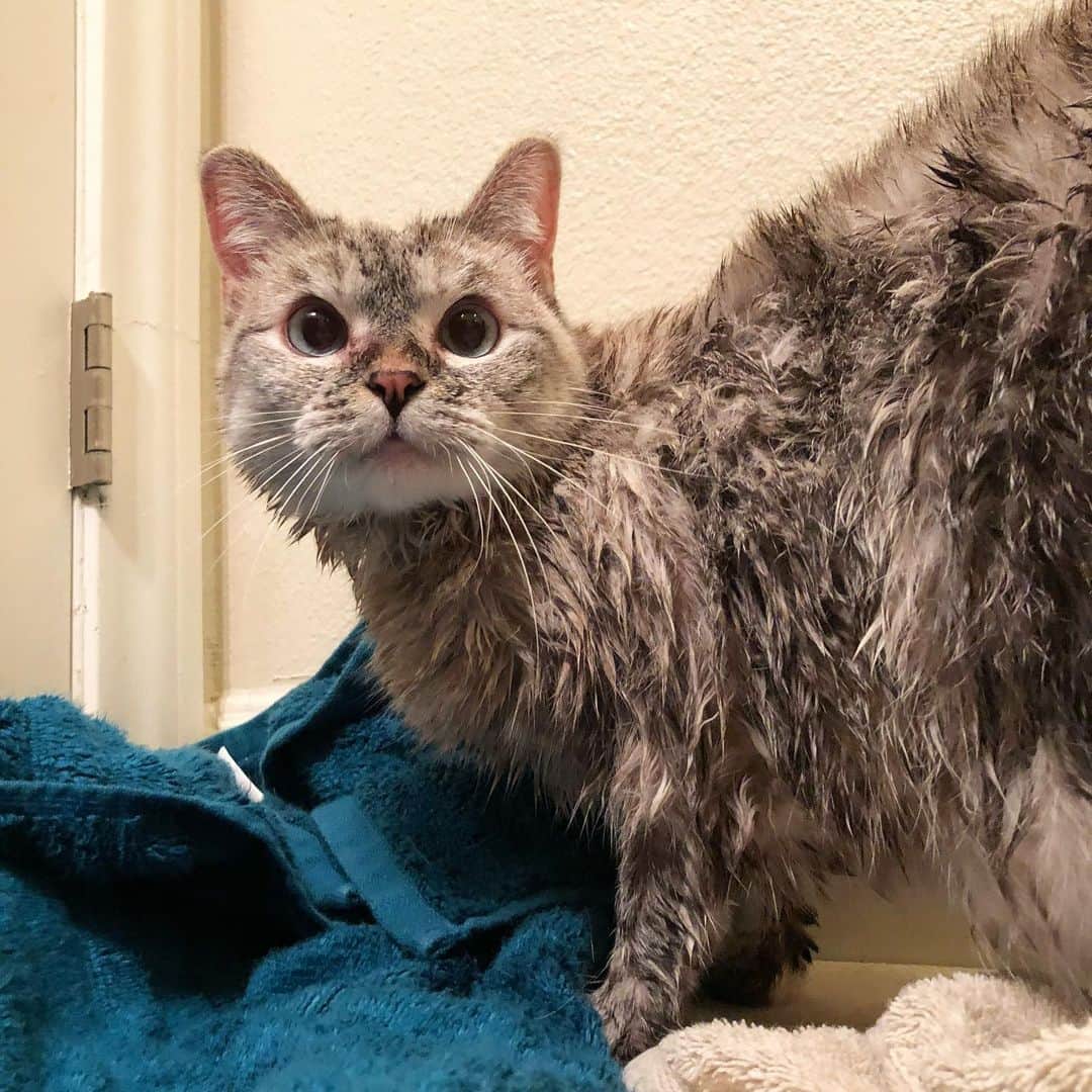 nala_catさんのインスタグラム写真 - (nala_catInstagram)「Bath time 🛁 How’s your thanksgiving weekend going?」11月29日 23時51分 - nala_cat