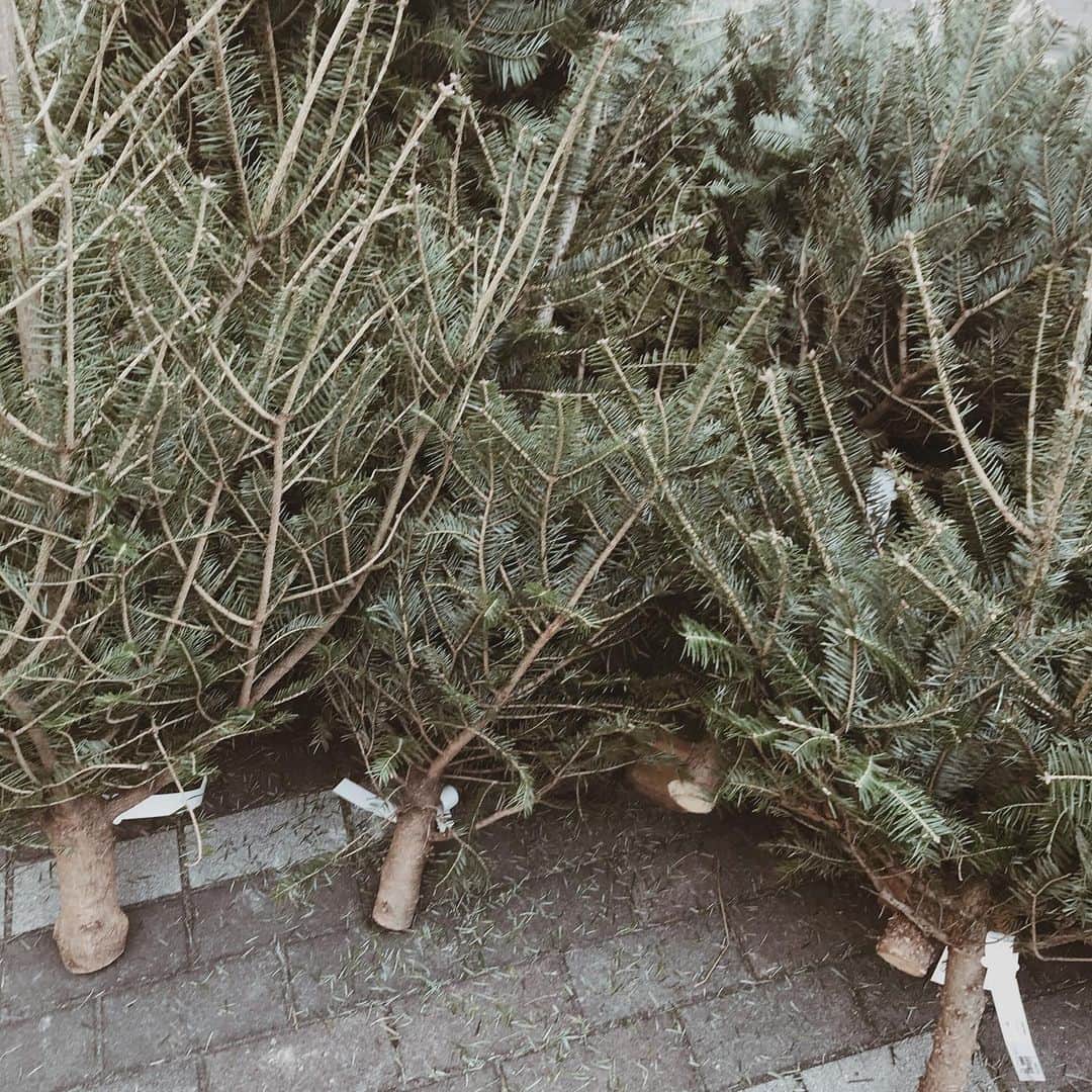yuiのインスタグラム：「fresh fir tree 🌲」