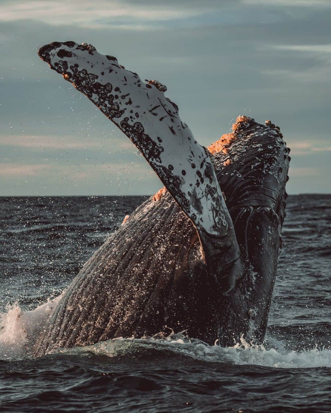 Discoveryさんのインスタグラム写真 - (DiscoveryInstagram)「Sunday Splash.  Photo: Slater Moore (@slatermoorephotography)  #whalewatching #oceanview #splashphotography #naturelovers」11月30日 0時02分 - discovery