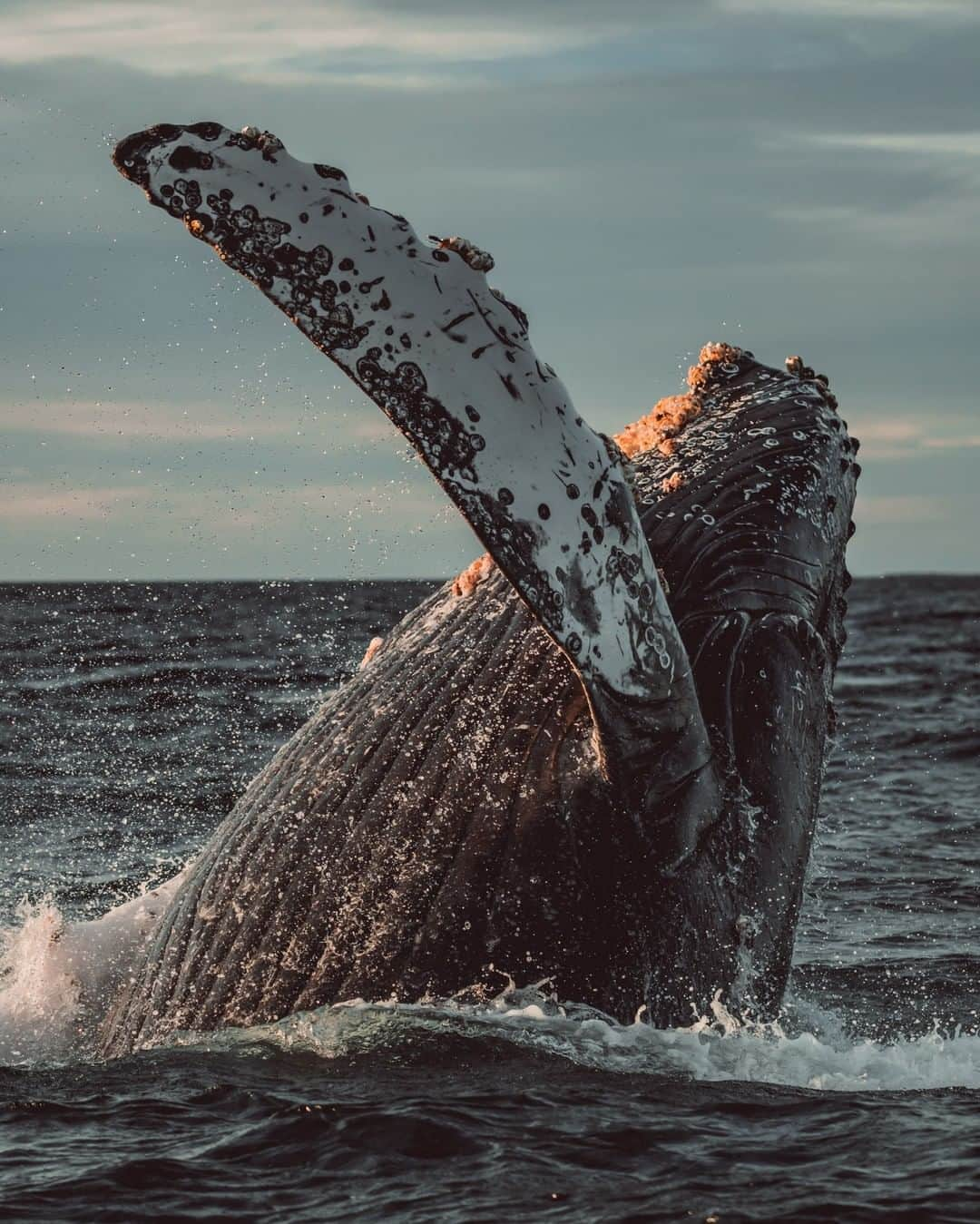 Discoveryのインスタグラム