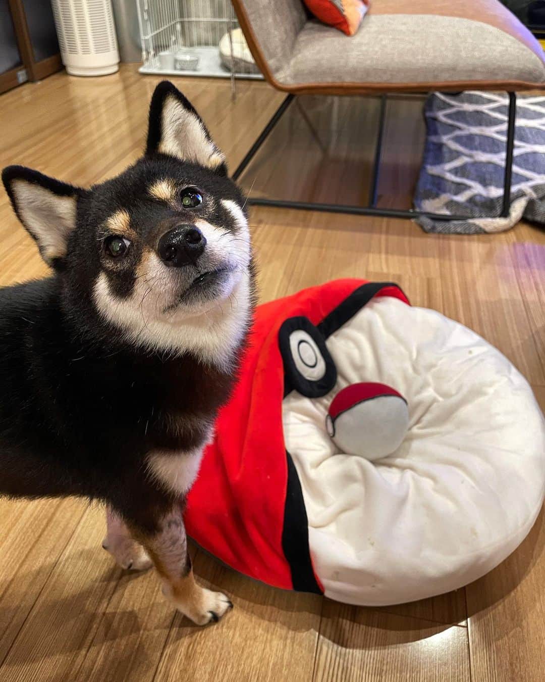 まめ丸のインスタグラム：「* * まだねないもん🐶💓 * * #反抗期 #全日本ねたくない協会 #まだあそびたいんだもん * #柴犬#豆柴#柴#黒柴#犬#しばいぬ#shiba#shibainu#shibastagram#shibadog#ig_japan#ig_dogphoto#puppy#instadog#dogstagram#dog#petstagram#pet#강아지#dailyfluff#weeklyfluff」