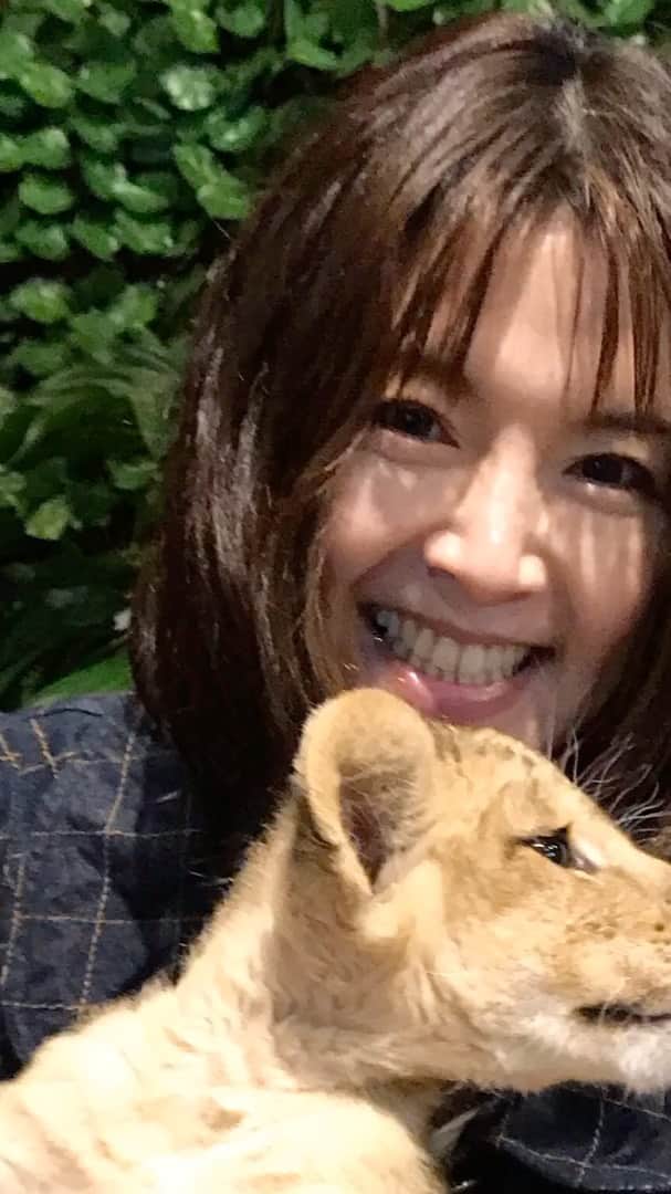 たなかえりのインスタグラム：「2019年5月に行ったサファリパークの動画。2020年はコロナで行けなかったけど、2021年にはまた行けるといいなー！  #サファリパーク  #safaripark  #赤ちゃんライオン」
