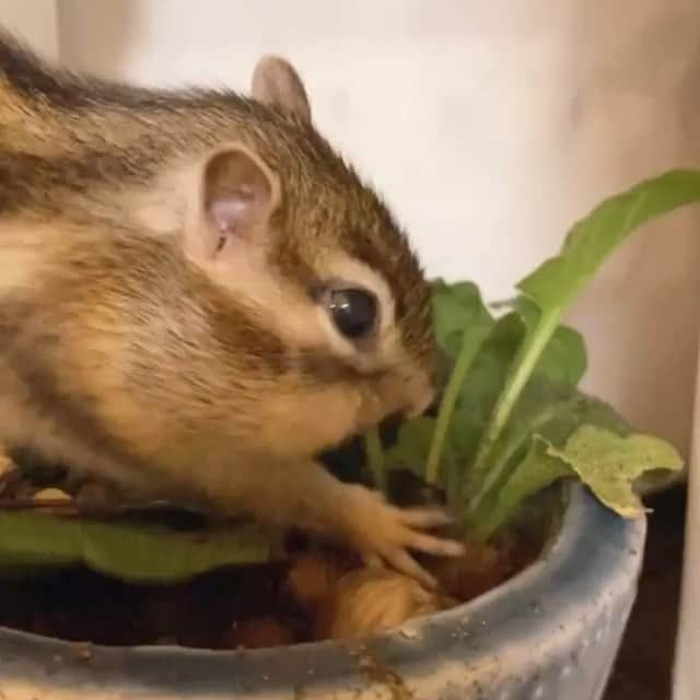 エイミー・セダリスのインスタグラム