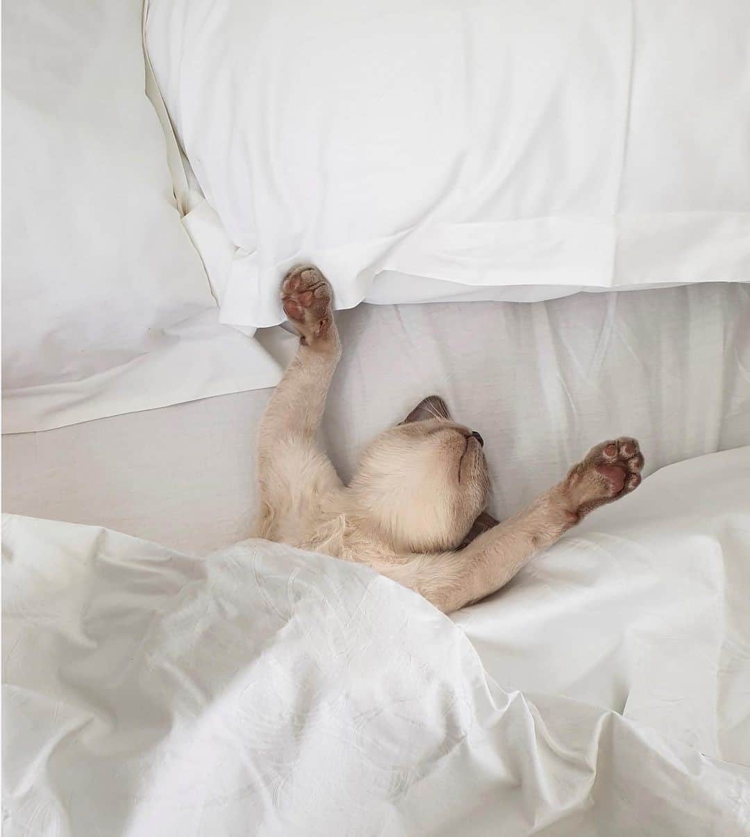 Nylon Magazineさんのインスタグラム写真 - (Nylon MagazineInstagram)「I refuse to leave my bed this morning. ⁠ [RG: @lady_leen_s]」11月30日 0時42分 - nylonmag