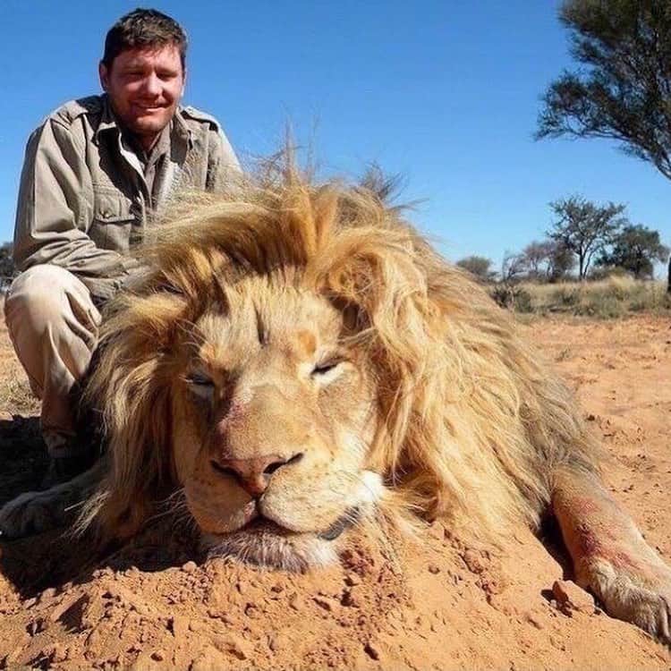 Awesome Wonderful Natureさんのインスタグラム写真 - (Awesome Wonderful NatureInstagram)「EXPOSING THE MOST BARBARIC INDUSTRY ON EARTH... CANNED LION HUNTING 💔 (LINK IN BIO FOR MORE INFORMATION @fantastic_earth 🤏🤏🤏) _ Canned hunting is the hunting of captive-bred animals in a confined area from which they cannot escape.  The pictures above speak so many words and shows the gruesome, unforgivable pain that these lions go though everyday!   There are around 12,000 lions in captivity, while there are just 3,000 in the wild, This is why we need your help, we need to use our voices and come together to end this NOW (link in bio to support and end this @fantastic_earth ) 🤏  We are raising money from each necklace sold and donating to charities that oppose canned hunting, to help keep their campaigns running and get us closer to this horror ending. These charities run campaigns to end captive breeding of lions and other animals.  Nobody should have to go through such a horror.  LINK IN BIO TO HELP END CANNED LION HUNTING🙏😓❤️( @fantastic_earth 🤏)」11月30日 1時14分 - fantastic_earth
