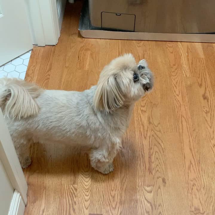 のインスタグラム：「When the dishwasher repair person comes and you have to stay in the bedroom and you want to bark to be let out but you don’t want to drop your denta-stick treat.」