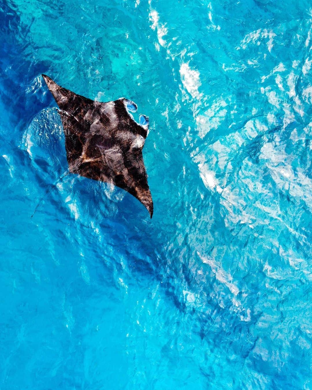 maakoのインスタグラム：「上からマンタ☁️ #水面マンタ #ドローン捜索 #いたああああ!!😍✨✨✨✨✨  @dji_japan #djinavicair  Diving shop @seamerrily ⛴」
