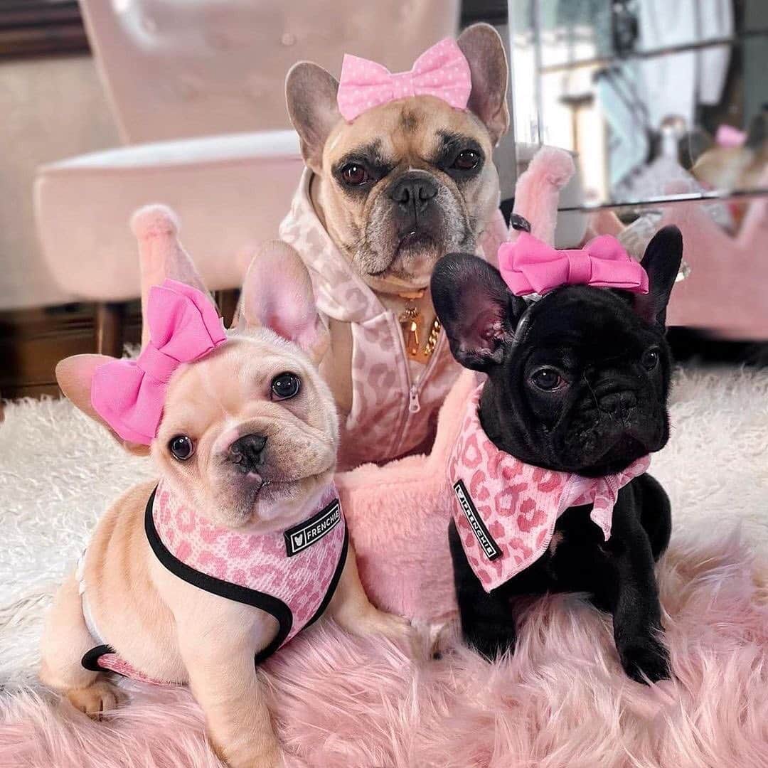 Regeneratti&Oliveira Kennelのインスタグラム：「You can deck the whole crew out AND save some💰🤩Their SALE won’t last forever! Grab your favorites and go WILD shopping on the new site! @the.princess.mini . . SHOP the Black Friday Sale (no code needed) all weekend long! www.frenchie.com . . #frenchiepetsupply #frenchiesofinsta #pugsofinsta #frenchbulldog #frenchiesofinstagram #pug #frenchies #reversibleharness #frenchiehoodie #thedodo #frenchieharness #dogclothes #dogharness #frenchiegram #dogsbeingbasic #frenchieoftheday #instafrenchie #bulldogs #dogstagram #frenchievideo #cutepetclub #bestwoof #frenchies1 #ruffpost #bostonterrier #bostonsofig #animalonearth #animallover #dogs」