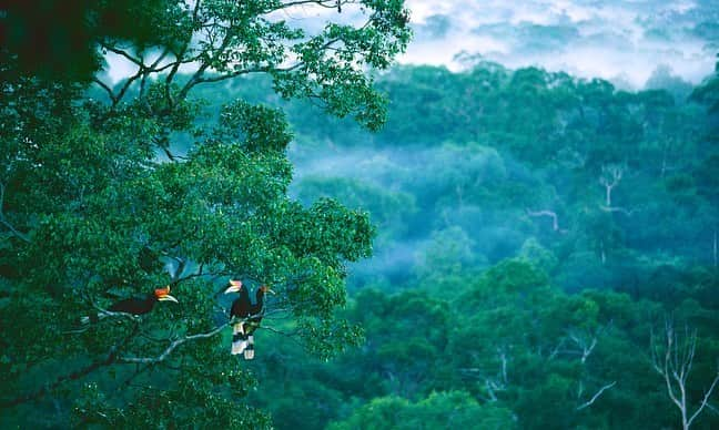 Tim Lamanさんのインスタグラム写真 - (Tim LamanInstagram)「Photo by @TimLaman.  Rhinoceros Hornbills in the canopy, Gunung Palung National Park, Borneo.  This forest is home to one of the most important remaining populations of the critically endangered Bornean Orangutan.  For #GivingTuesday, I’m having a print sale to benefit @SaveWildOrangutans, the conservation group working closely with the National Park and surrounding communities to to safeguard orangutans and help people thrive as well.  Please consider a print purchase from my store at link in bio.  I am donating 100% of proceeds of all orangutan prints to @SaveWildOrangutans.  Sale ends on Dec 1. Visit link in bio to purchase.  - Swipe to see a few of my wild orangutan images from #GunungPalung available as prints. To learn more about @SaveWildOrangutans and what they do, follow them on IG and also check out their website www.savewildorangutans.org. - #GunungPalungNationalPark #orangutans #borneo #Indonesia #rainforest #nature #wildlife #GivingTuesday」11月30日 2時28分 - timlaman