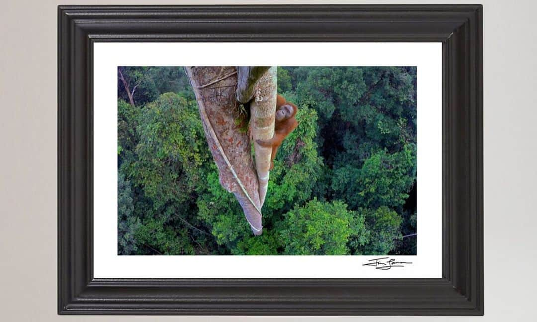 Tim Lamanさんのインスタグラム写真 - (Tim LamanInstagram)「Photo by @TimLaman.  Rhinoceros Hornbills in the canopy, Gunung Palung National Park, Borneo.  This forest is home to one of the most important remaining populations of the critically endangered Bornean Orangutan.  For #GivingTuesday, I’m having a print sale to benefit @SaveWildOrangutans, the conservation group working closely with the National Park and surrounding communities to to safeguard orangutans and help people thrive as well.  Please consider a print purchase from my store at link in bio.  I am donating 100% of proceeds of all orangutan prints to @SaveWildOrangutans.  Sale ends on Dec 1. Visit link in bio to purchase.  - Swipe to see a few of my wild orangutan images from #GunungPalung available as prints. To learn more about @SaveWildOrangutans and what they do, follow them on IG and also check out their website www.savewildorangutans.org. - #GunungPalungNationalPark #orangutans #borneo #Indonesia #rainforest #nature #wildlife #GivingTuesday」11月30日 2時28分 - timlaman