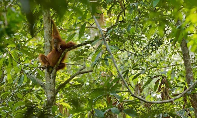 Tim Lamanさんのインスタグラム写真 - (Tim LamanInstagram)「Photo by @TimLaman.  Rhinoceros Hornbills in the canopy, Gunung Palung National Park, Borneo.  This forest is home to one of the most important remaining populations of the critically endangered Bornean Orangutan.  For #GivingTuesday, I’m having a print sale to benefit @SaveWildOrangutans, the conservation group working closely with the National Park and surrounding communities to to safeguard orangutans and help people thrive as well.  Please consider a print purchase from my store at link in bio.  I am donating 100% of proceeds of all orangutan prints to @SaveWildOrangutans.  Sale ends on Dec 1. Visit link in bio to purchase.  - Swipe to see a few of my wild orangutan images from #GunungPalung available as prints. To learn more about @SaveWildOrangutans and what they do, follow them on IG and also check out their website www.savewildorangutans.org. - #GunungPalungNationalPark #orangutans #borneo #Indonesia #rainforest #nature #wildlife #GivingTuesday」11月30日 2時28分 - timlaman
