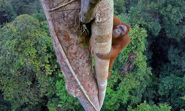 Tim Lamanさんのインスタグラム写真 - (Tim LamanInstagram)「Photo by @TimLaman.  Rhinoceros Hornbills in the canopy, Gunung Palung National Park, Borneo.  This forest is home to one of the most important remaining populations of the critically endangered Bornean Orangutan.  For #GivingTuesday, I’m having a print sale to benefit @SaveWildOrangutans, the conservation group working closely with the National Park and surrounding communities to to safeguard orangutans and help people thrive as well.  Please consider a print purchase from my store at link in bio.  I am donating 100% of proceeds of all orangutan prints to @SaveWildOrangutans.  Sale ends on Dec 1. Visit link in bio to purchase.  - Swipe to see a few of my wild orangutan images from #GunungPalung available as prints. To learn more about @SaveWildOrangutans and what they do, follow them on IG and also check out their website www.savewildorangutans.org. - #GunungPalungNationalPark #orangutans #borneo #Indonesia #rainforest #nature #wildlife #GivingTuesday」11月30日 2時28分 - timlaman