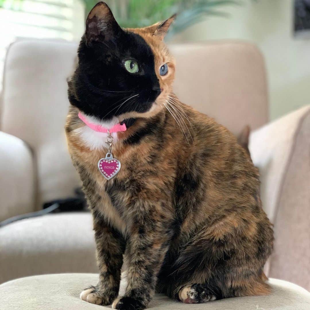 のインスタグラム：「🎄Who has their tree up already? My humans are putting ours up today....let the ornament “tetherball” games begin! 😼🎄」