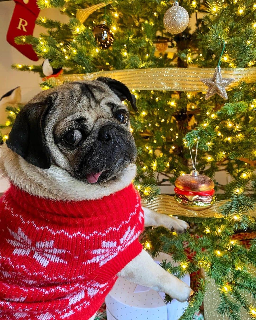 itsdougthepugさんのインスタグラム写真 - (itsdougthepugInstagram)「“All this decorating is making me hungry” -Doug」11月30日 2時58分 - itsdougthepug