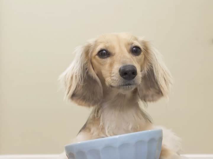 Crusoe the Celebrity Dachshundのインスタグラム：「“I knew I shouldn't have let Daphne carry it! 😉 Luckily, with our @blackanddecker_us #spillbuster Spill & Spot Cleaner, we can take care and avoid stains from any wet or dry pet messes - including oatmeal!"  Check it out for yourself via link in my profile!  ~ Crusoe  #sponsored #BLACKANDDECKER」