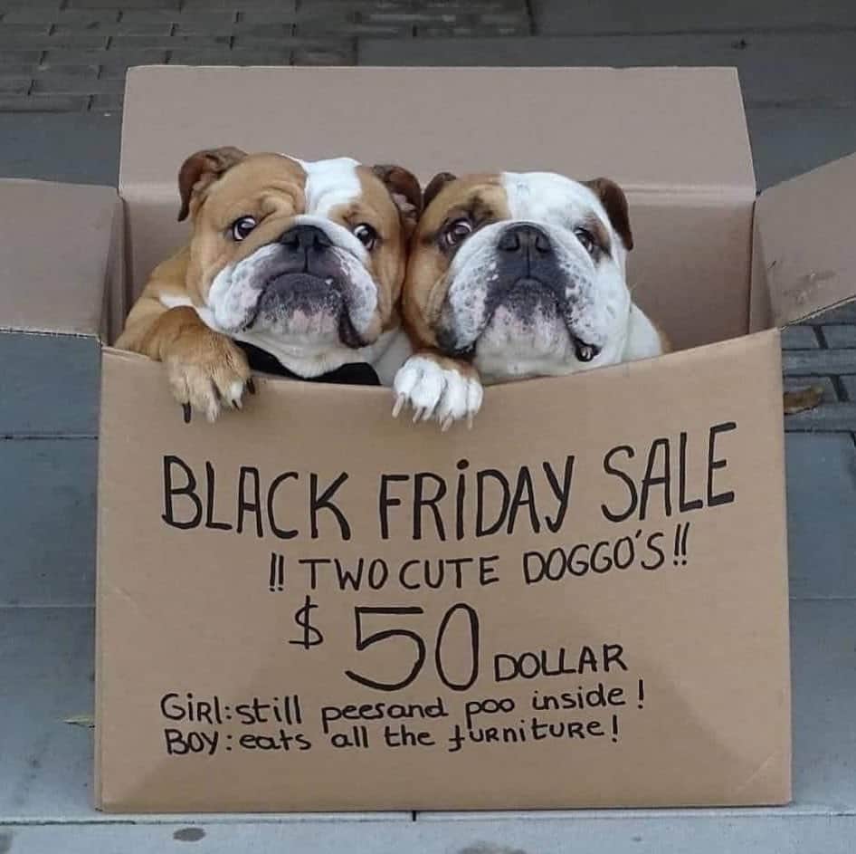 Bodhi & Butters & Bubbahのインスタグラム：「Deal!  . . . . . . #bulldog #blackfriday #2020 #deals #dogsofinstagram #funny #smile #sundayfunday #holiday #season #bffs #dog #love #puppy #cute #bestoftheday #happy 💗💗💗 @kingmajesty_and_princessrose」