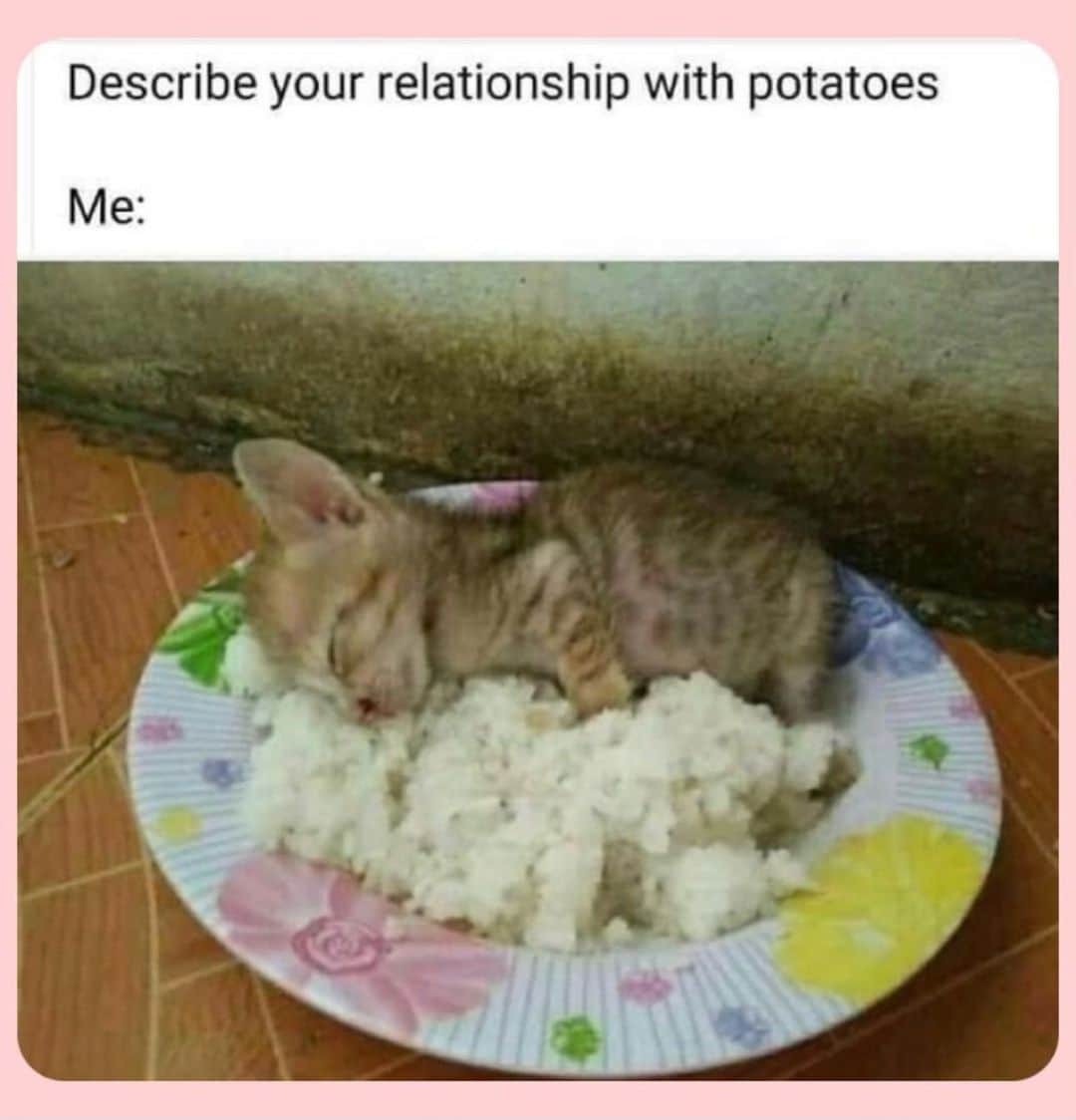 The Cats Of Instagramのインスタグラム：「🥔 ❤️ (Credit: Unknown)」