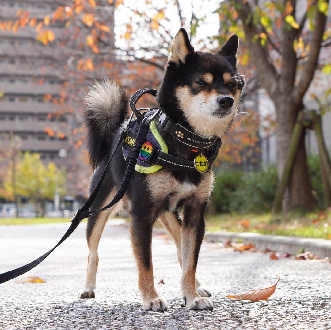 黒豆柴こむぎさんのインスタグラム写真 - (黒豆柴こむぎInstagram)「明日から、12月。月日が経つのは早いね〜😲そして、1週間後には、ボクの誕生日だ。シニアに突入らしいけど、相変わらず元気にケリケリだよ💨2020.11.30  2021年黒豆柴こむぎの卓上カレンダー🗓の予約受付中‼️プロフィールから、予約専用サイトに飛べるよ。ぜひ、ボクのカレンダーで新年を迎えてね😉  #黒豆柴こむぎカレンダー #お散歩大好き #黒豆柴こむぎ #黒豆柴 #豆柴 #黒柴 #柴犬 #柴 #まめしば #しばいぬ #しば #mameshiba #kuroshiba #shibainu #shiba #shibalove #shibalovers #shibastagram #shiba_snap #shibasofinstagram #ふわもこ部 #pecoいぬ部 #いぬら部 #proudshibas #thedailyshibainu #ここ柴部 #いぬのきもち #todayswanko #rakutenpet #9gagcute」11月30日 12時44分 - komugi_1207