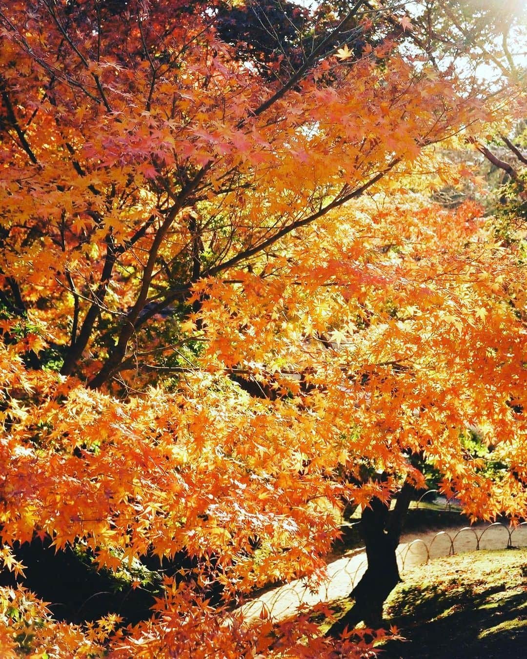 のインスタグラム：「#filmphotography」