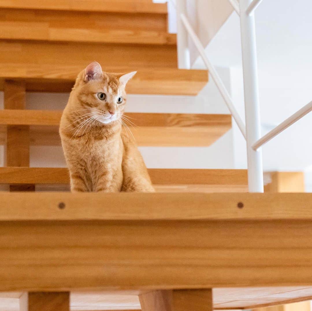 マアルのインスタグラム：「トラさん #🐱 #北海道 #旭川 #茶トラ  @psmaaru #catsofinstagram #meowfeature #kitty #catoftheday #pleasantcat #instacat #dailycat #meowed #katze #happycatclub #cats_of_day #petsofinstagram #neko #catfeature #catlover #cats #weeklyfluff #cat #catloversclub #excellent_cats #kitty #catphoto #cats_of_instagram #냥스타그램 #고양이 #แมว」