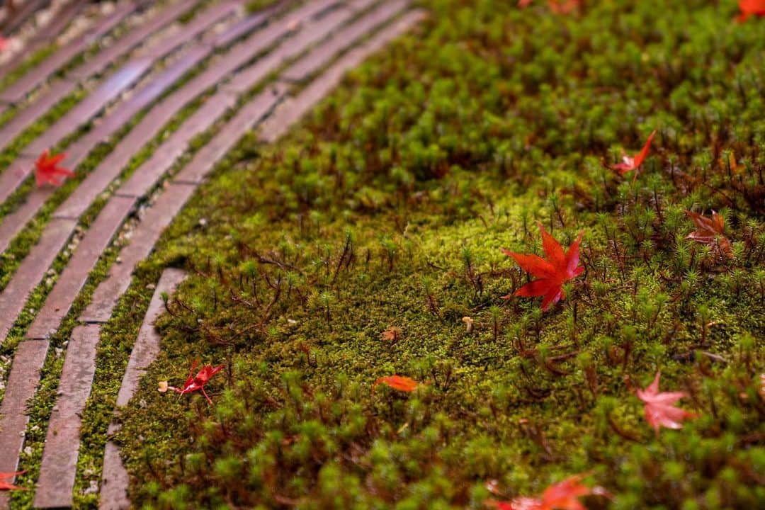 HOSHINOYA｜星のやさんのインスタグラム写真 - (HOSHINOYA｜星のやInstagram)「Now that Autumn is coming to an end.  #hoshinoyakyoto #hoshinoya #hoshinoresorts #kyoto #星のや京都 #星のや #星野リゾート #嵐山」11月30日 13時08分 - hoshinoya.official