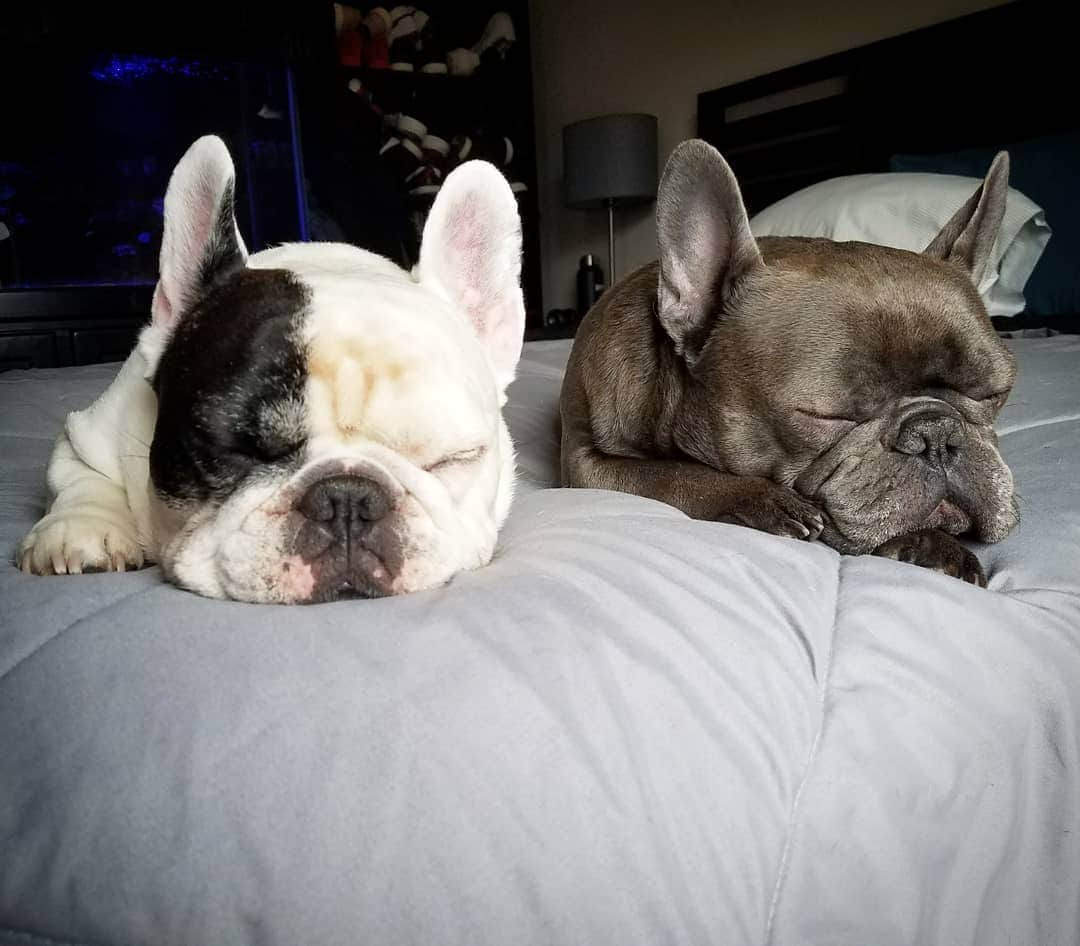 Manny The Frenchieさんのインスタグラム写真 - (Manny The FrenchieInstagram)「Goodnight from these brudders」11月30日 13時34分 - manny_the_frenchie