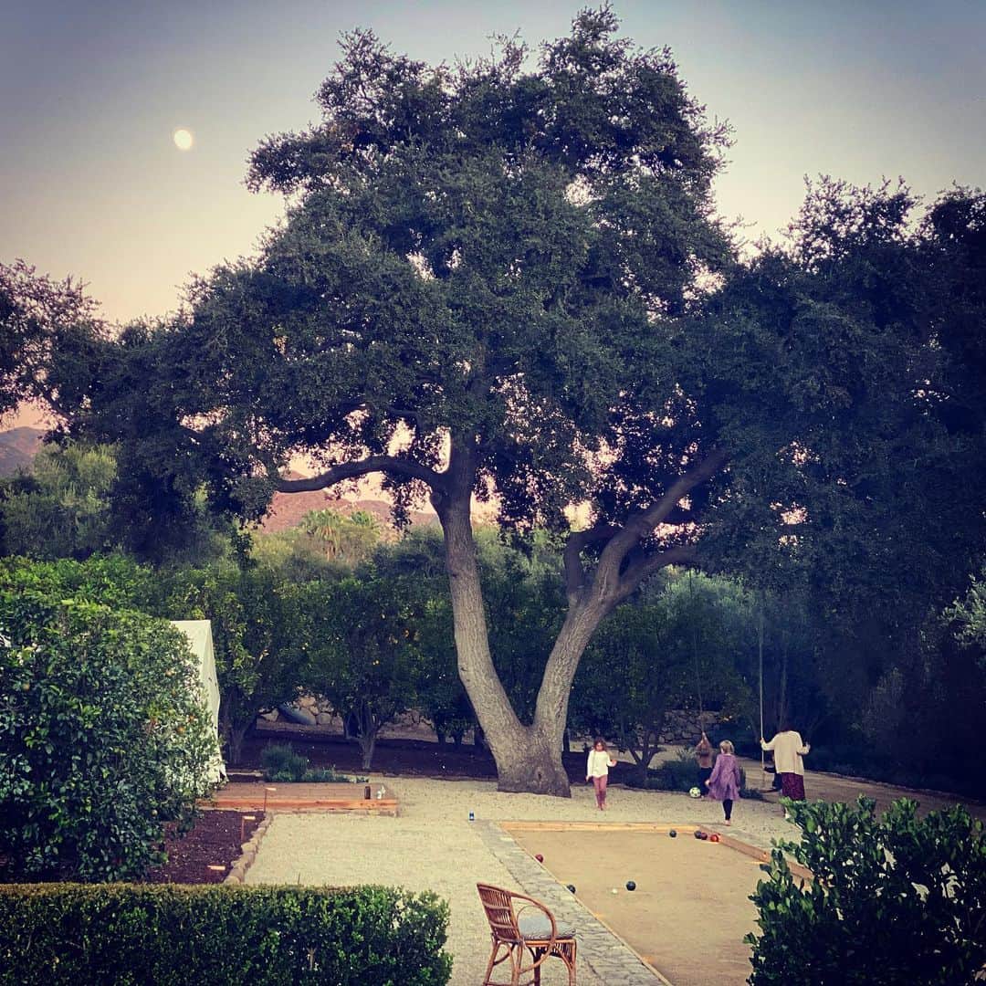 アリ・ラーターのインスタグラム：「“Those green robed senators of mighty woods, Tall oaks, branch charmed by the earnest stars, Dream, and so dream all night without a stir. “ ✨ - Keats」
