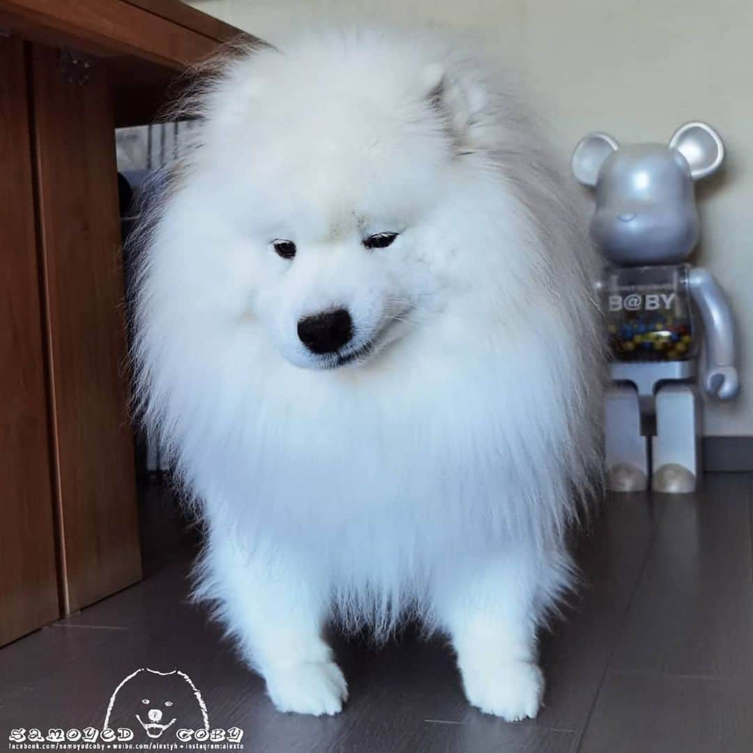 Alex Toのインスタグラム：「😉😉😉 #cute #dog #doglover #dogsofinstagram #dogoftheday #dogofthedayjp #dogstagram #fluffy #hkig #hongkong #ilovemydog #instadog #instagood #instamood #instagraphy #shibainu #samoyedoninstagram #pet #petlovers #petsofinstagram #petstagram #photooftheday #puppy #pupsofinstagram #samoyed #samoyedsofinstagram #webstagram #犬 #サモエド」