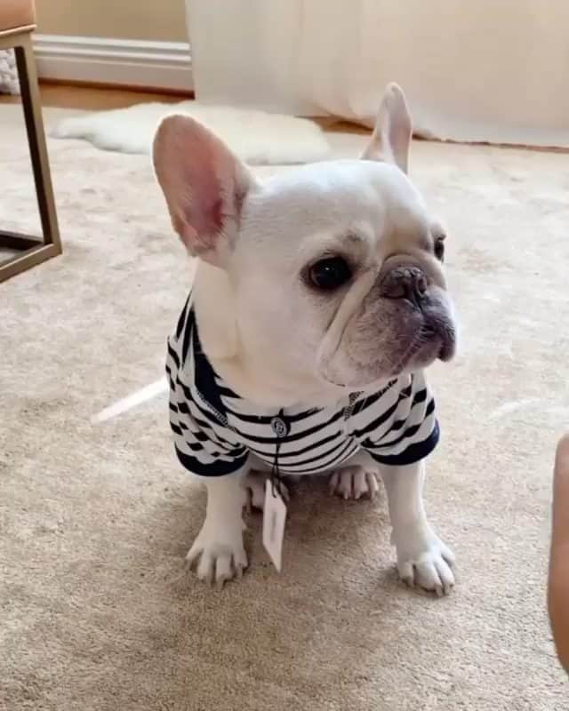 French Bulldogのインスタグラム