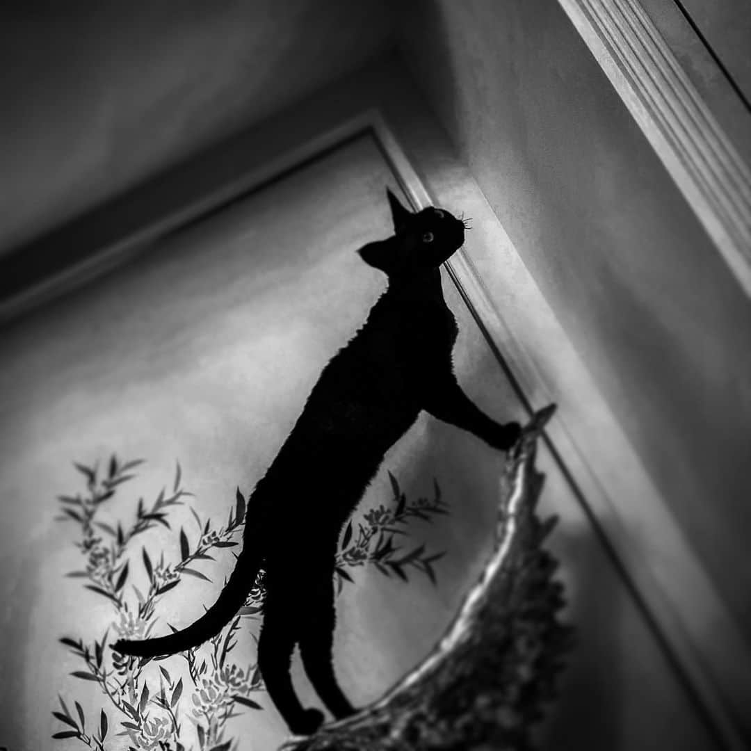 クアン・シャオトン（Guan Xiaotong）のインスタグラム：「🖤fly」