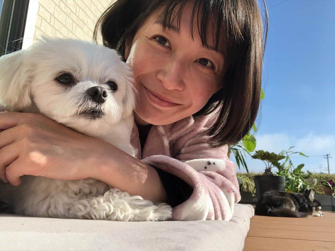 小野真弓さんのインスタグラム写真 - (小野真弓Instagram)「おはようございます^ ^ 11月ラストday🍂秋から冬へ。。❄️ あたたかくして、今日も良い一日を😊🧣 秋晴れの日向ぼっこ🌴🌞 みんなで太陽浴びて光合成☺️ そろそろ大掃除🧹😤のつもりが〜 つい、ごろんちょ家族。 #チワワ#ハナちゃん #チワマル#ハルくん #いぬすたぐらむ #いぬばか部 #日向ぼっこ#観葉植物#庭活#ウッドデッキlover #chihuahua #maltese #mixdog #doglover #dogstagram #千葉暮らし#田舎暮らし#犬との暮らし」11月30日 6時06分 - hanaharuaroi