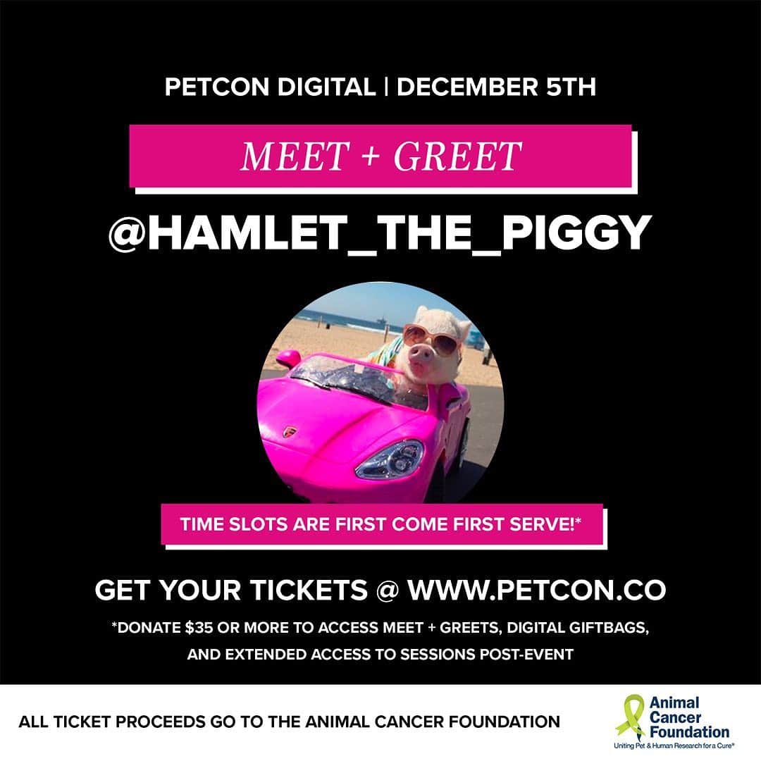 Hamletさんのインスタグラム写真 - (HamletInstagram)「Meet me virtually next Saturday, December 5th at PETCON! Make a donation of $35 or more to the Animal Cancer Foundation via www.petcon.co and... * You will receive a ticket to schedule a time to meet me.  * Gain access to the speaker + interactive sessions. * Receive a digital gift bags and post-event access to the sessions. * All ticketing proceeds go to the Animal Cancer Foundation  For more information or questions email hi@petcon.」11月30日 6時12分 - hamlet_the_piggy