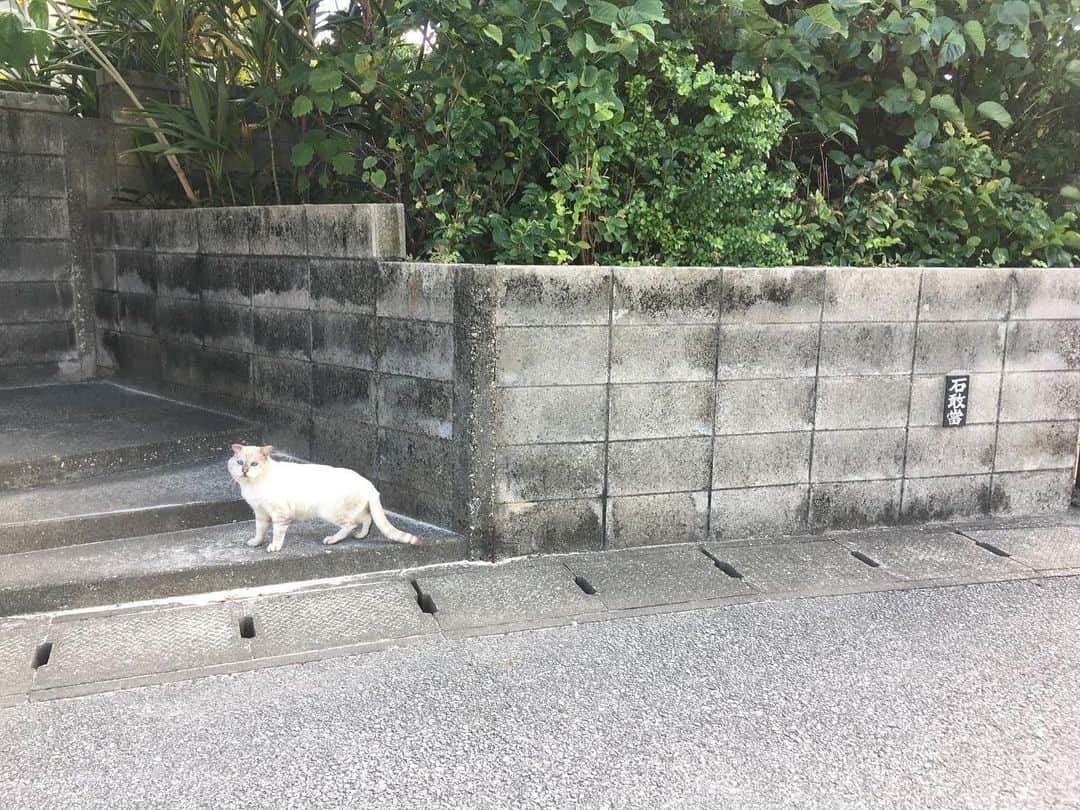 ヒロ寺平さんのインスタグラム写真 - (ヒロ寺平Instagram)「今日で11月もおしまい。 宮古島4日間のおひとりさま旅行を終えて今日帰阪。  たっぷり楽しんで激しくリフレッシュ。 でも、早く大阪に戻りたい気持ちも満タン。  宮古ブルーの海は綺麗だった。 人っ子ひとり居ないビーチは静かだった。 ほとんど真っ暗な夜道のドライブはドキドキした。  たっぷりのカラフルなシーンをありがとう！また必ず！  #宮古島 #ヒロ寺平 #ヒロT」11月30日 7時00分 - hiroteradaira