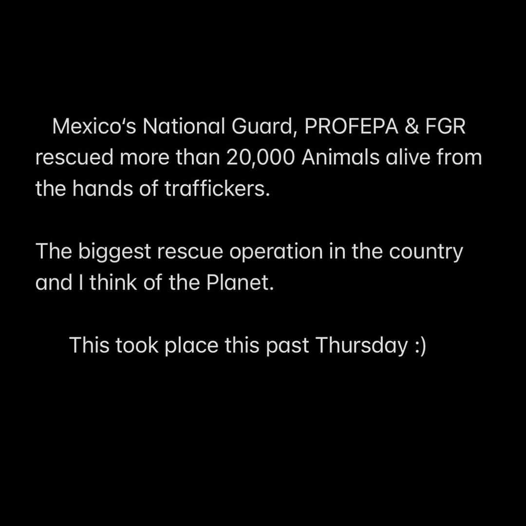 Black Jaguar-White Tiger さんのインスタグラム写真 - (Black Jaguar-White Tiger Instagram)「Part 1: 20,000 ALIVE ANIMALS RESCUED IN MEXICO. Scroll to see some pics. The big bags on the third pic are full with live Tortoises. In Mexico, the National Guard is different from the States. This is the elite group that combats all types of criminals...」11月30日 6時54分 - blackjaguarwhitetiger