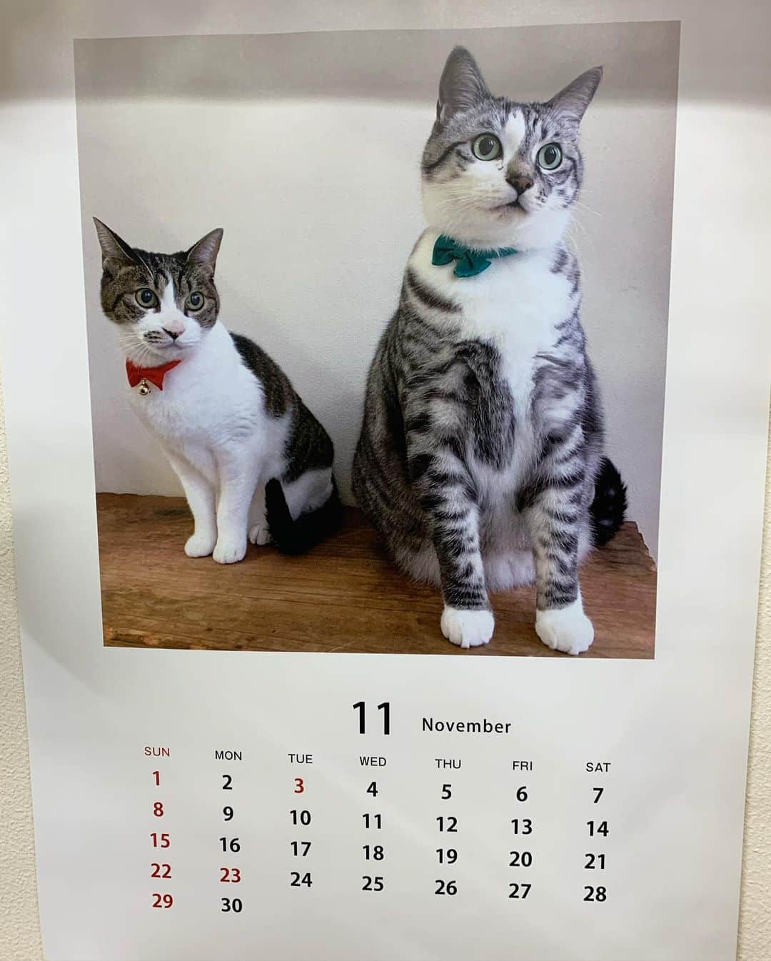 ?りっこ?さんのインスタグラム写真 - (?りっこ?Instagram)「＊ ＊ 🌿  USAKO 🌿 🌿  HARUTAROU 🌿 ＊ ・親バカで作った カレンダー あと１枚だけに… ＊ ＊ ...ｏO○Oｏ...ｏO○Oｏ... ＊ #cats_of_instagram  #TheDailyKitten  #cats_of_world #balousfriends  #catloversclub  #cat_features #catstocker #themeowlife  #sweetcatstime  #thedailykitten #cats_of_instworld #IGersJP #happypetclub #bestmeow #保護猫 #catsfollowers  #観葉植物 #catsofday #ポトス #sweetcatclub #catsnet  #cutieanimalspage #cutecatshow  #thedailykitten #コウモリラン  #nyancon01  #カレンダー #sippoストーリー　#petokotolife #foliageplant ＊ ＊ 🌿🌿🌿🌿🌿🌿🌿🌿🌿🌿🌿🌿🌿🌿🌿🌿」11月30日 7時08分 - usako_honma