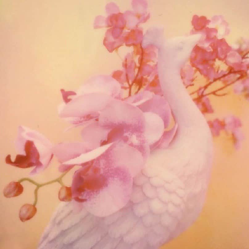オードリー・キッチングのインスタグラム：「Look for the white peacock ◐」