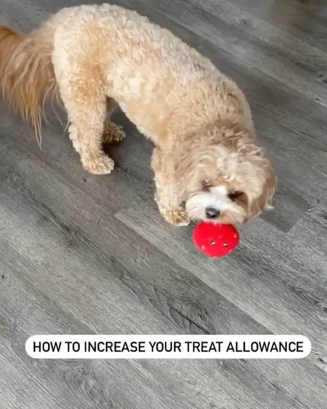 のインスタグラム：「“10/10 works every time!” — @kipperthecavapoo   #dogsofinstagram #sundaychores #moretreatsplease」