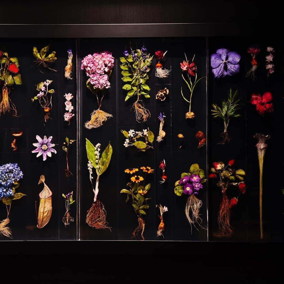 椎木俊介さんのインスタグラム写真 - (椎木俊介Instagram)「Block Flowers #azumamakoto #makotoazuma #shiinokishunsuke #東信花樹研究所 #東信 #amkk #flowerart  #amkkproject #Blockflowers」11月30日 7時14分 - shiinokishunsuke