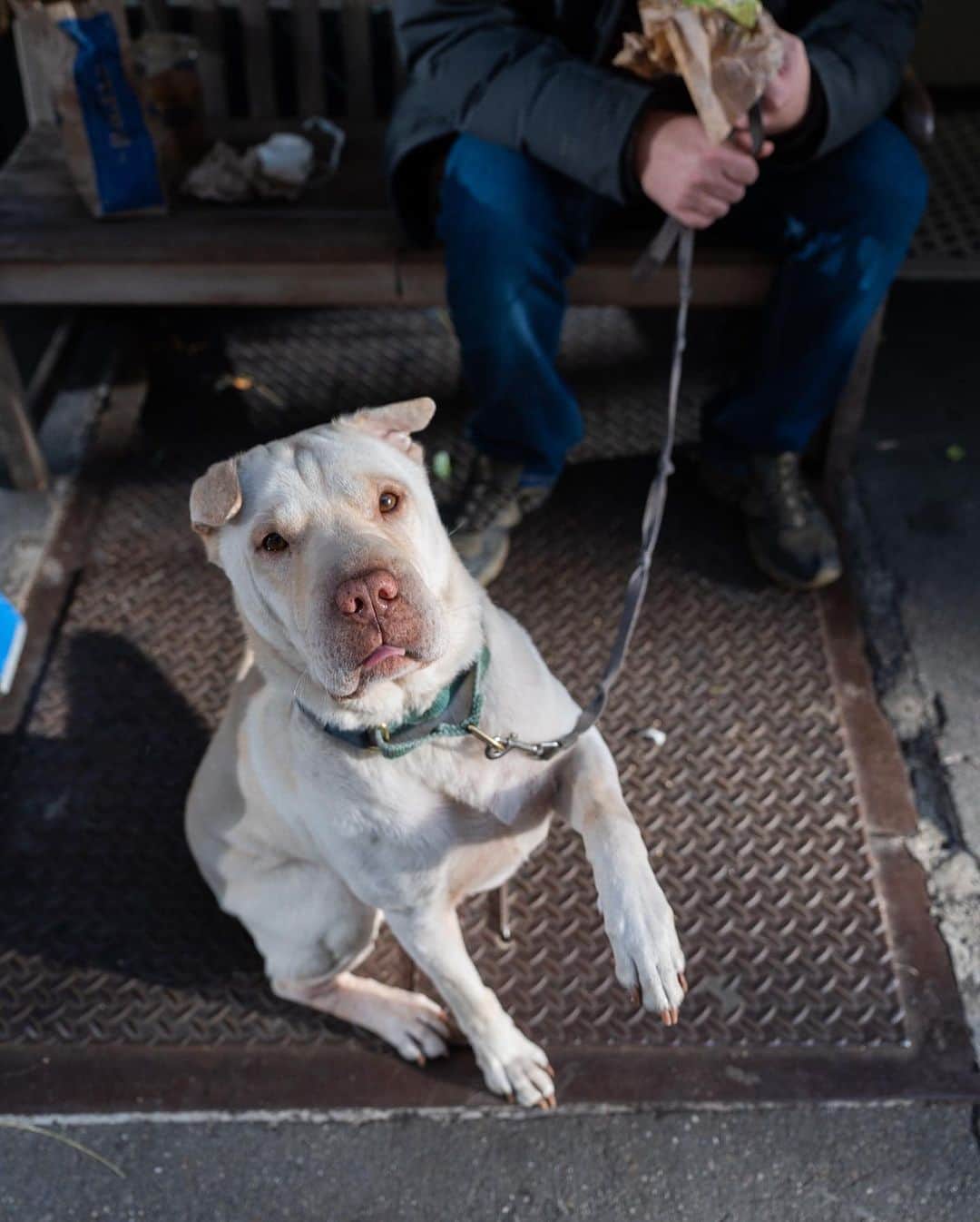 The Dogistさんのインスタグラム写真 - (The DogistInstagram)「Buddy, Shar Pei/Labrador Retriever mix (4 y/o), 13th & 6th Ave, New York, NY • “He protests for social justice – education, equality, police reform, and economic justice. Though, he’ll steal your food.”」11月30日 7時35分 - thedogist