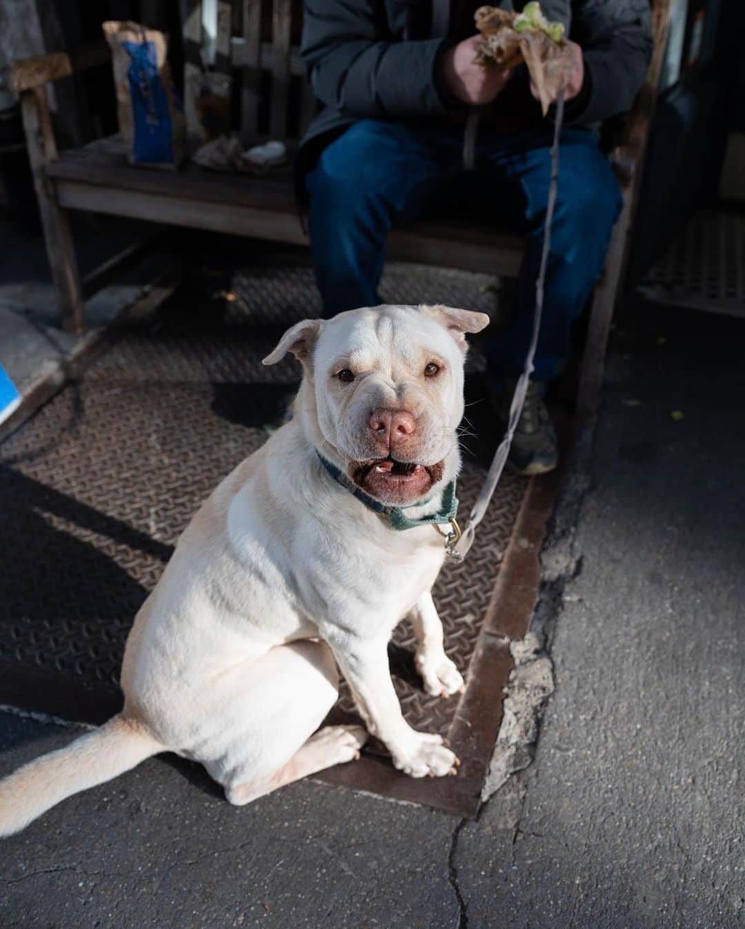 The Dogistさんのインスタグラム写真 - (The DogistInstagram)「Buddy, Shar Pei/Labrador Retriever mix (4 y/o), 13th & 6th Ave, New York, NY • “He protests for social justice – education, equality, police reform, and economic justice. Though, he’ll steal your food.”」11月30日 7時35分 - thedogist