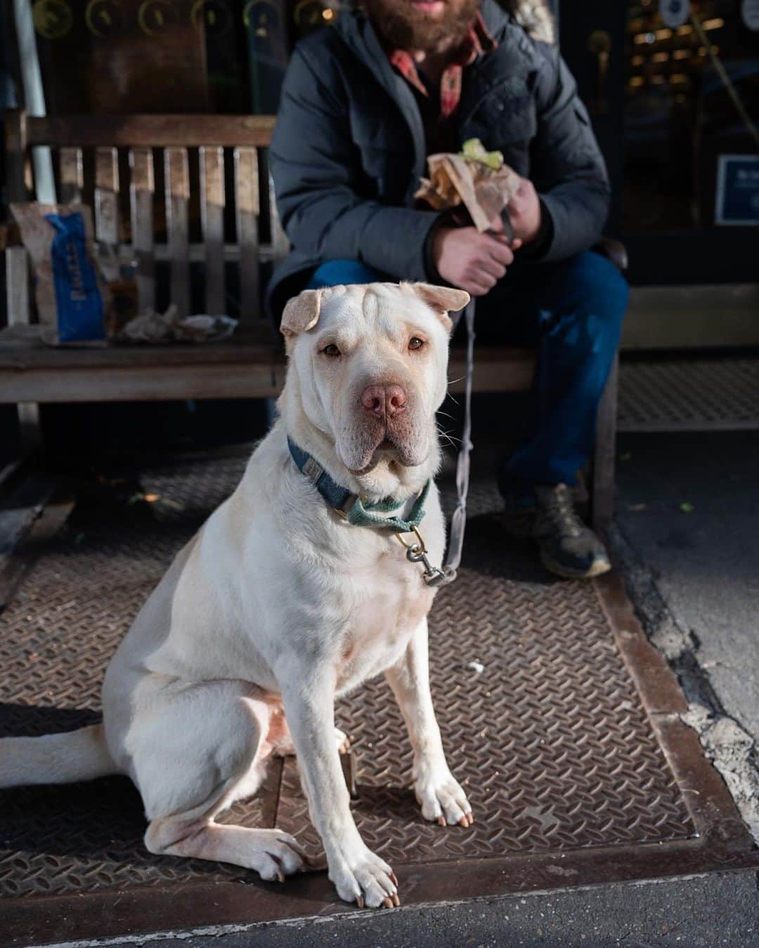 The Dogistさんのインスタグラム写真 - (The DogistInstagram)「Buddy, Shar Pei/Labrador Retriever mix (4 y/o), 13th & 6th Ave, New York, NY • “He protests for social justice – education, equality, police reform, and economic justice. Though, he’ll steal your food.”」11月30日 7時35分 - thedogist