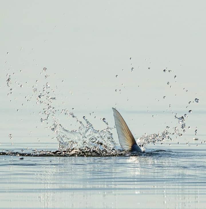 Costa Sunglassesのインスタグラム：「Skinny water smoke signal. 📷: @davidmccleafphoto #SeeWhatsOutThere #BornOnTheWater」
