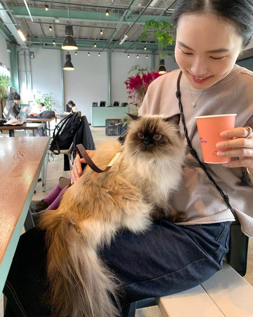 のインスタグラム：「昨日はプリュムのお家記念日だったし、みんなでランチしてきたよ🍔☕️🌿  プリュムと一緒にお出かけできる季節が一番好き🥰 何よりプリュムがすごく喜んでくれる💞  . . . . #プリュムのいる生活 #猫のいる暮らし  #ヒマラヤン  #赤ちゃんと猫  #もふもふ#ヒマラニャンズ  #猫  #ねこ  #ペコねこ部#家族#お出かけ#カフェ#ランチ#休日#weekend#cafe #burger#coffee#lunch#yummy#familytime#fluffy#癒し#🐈 #고양이  #ilovecats  #himalayancat  #catsofinstagram#bestmeow#weeklyfluff」