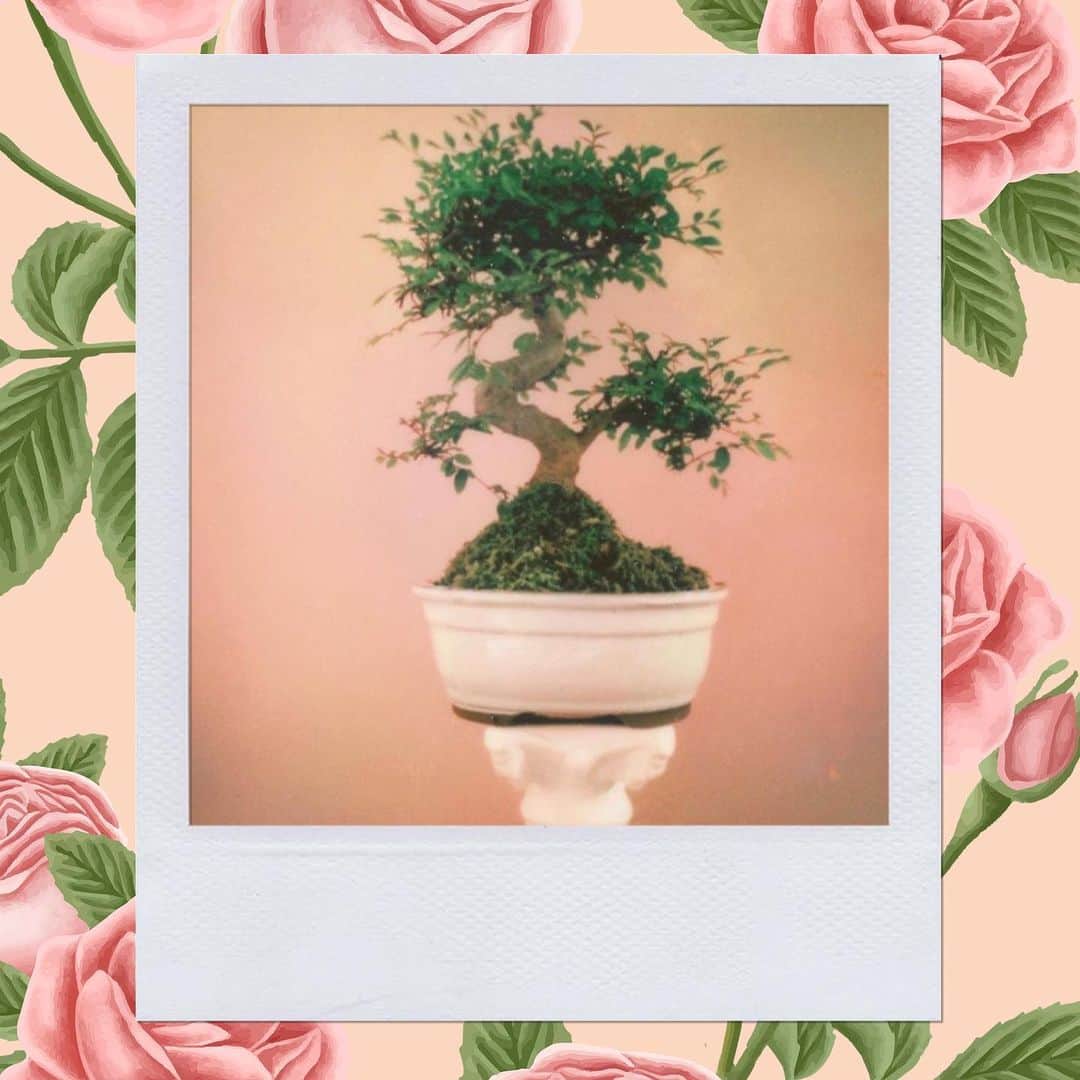 オードリー・キッチングのインスタグラム：「This Chinese Elm has taught me many things ★ @brunoroids」
